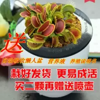 带盆栽好捕蝇盆栽苗食虫植物驱蚊驱蚊多肉植物猪笼绿植花卉