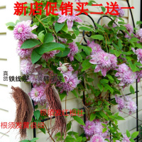 三岁/五岁铁线莲苗根小室内盆栽绿植植物四季爬藤花卉邮