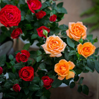 (带花苞货)迷你玫瑰花苗盆栽小玫瑰四季开花不断室内阳台植物