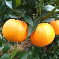 买二送一/三年苗/嫁接红美人橘子苗多品种桔子树苗盆栽地栽果树苗
