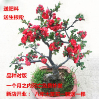 买一棵送一棵八年大苗海棠花苗四季开花绿植花卉盆栽室内植物