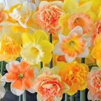 [仙种球1-18个盆+营养液+多菌灵]仙花绿植盆栽培洋仙