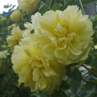 [买2送一买3送2送肥]重瓣大花木槿重瓣木槿花苗木槿树苗绿化苗