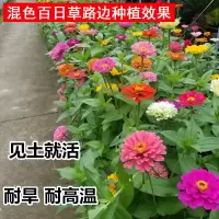 百日花种子四季易活开花不断播种花太阳百日菊花卉种子花重瓣