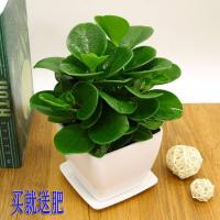 豆瓣绿 青叶碧玉 土培培室内盆栽花卉植物吸甲醛防辐射整套货