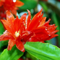 批[混装9款]蟹爪兰苗多肉植物绿植盆栽 蟹爪莲花卉仙人掌嫁接