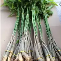 财树苗花卉 辫子财树苗 室内植物财树盆栽财树客厅绿植