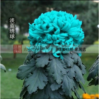 [菊花苗4颗+4个盆+肥料]盆栽花卉四季开花玫瑰月季牡丹观花植物