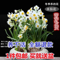 [荷兰仙10个+盆+液+菌]仙花种球培室内花卉盆栽养植物