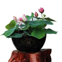 四季播种碗莲种子已开口培植物睡莲荷花种子室内盆栽绿植花卉