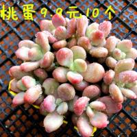多肉植物桃蛋10个邮三厘米实物拍摄