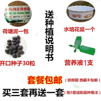 碗莲种子已开口四季生睡莲花荷花种子盆栽养培绿植物室内花卉