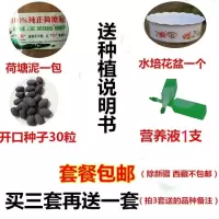 碗莲种子已开口四季生睡莲花荷花种子盆栽养培绿植物室内花卉