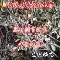 [买2送1]正品嫁接柿子树苗台湾脆柿日本甜柿庭院盆栽地栽果树苗