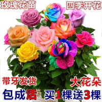 [四颗]蓝色妖姬玫瑰花苗盆栽花卉绿植物室内花爬藤月季蔷薇牡丹