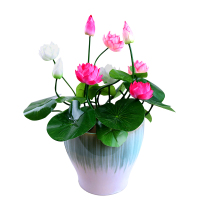 [买二送一]四季种植碗莲种子已开口培植物睡莲荷花种子盆栽