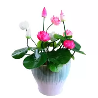 [买二送一]四季种植碗莲种子已开口培植物睡莲荷花种子盆栽