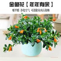 [带花苞货送肥料]金鱼花花苗盆栽花卉兰室内植物盆景绿植
