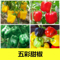 辣椒种子四季蔬菜籽七彩椒观赏小辣椒五彩椒朝天椒种子买就送肥料