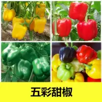 辣椒种子四季蔬菜籽七彩椒观赏小辣椒五彩椒朝天椒种子买就送肥料