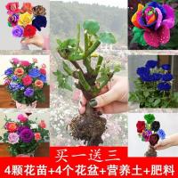 [成活]蓝色妖姬玫瑰花苗花卉盆栽绿植物室内花月季牡丹蔷薇苗