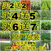 100种蔬菜种子套餐 四季蔬菜籽香菜白菜秋季阳台豆角青菜种子批