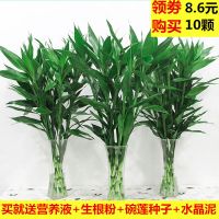 富贵竹 观音竹培竹室内盆栽花卉绿植净化空气除甲醛养植物花