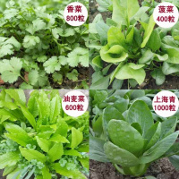 [香菜菠菜油麦菜上海青]四季播蔬菜种子套餐 易种高芽率