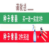 满天星种子易爆盆四季种易活开花不断室内阳台盆栽种子观花卉植物