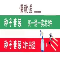 满天星种子易爆盆四季种易活开花不断室内阳台盆栽种子观花卉植物