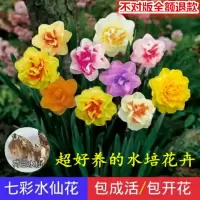 [仙花种球1-16个]仙花种球培种子四季培种子仙花盆栽