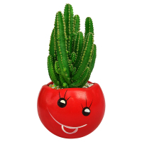 [买二送一]多肉万重山仙人球掌防辐射吸甲醛桌面绿植物花卉盆栽