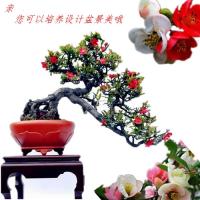 [买三送三]四年苗日本海棠苗盆栽