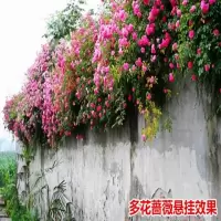 【1-5颗装多花蔷薇苗送生根粉】买2套送工具爬藤月季玫瑰蔷薇花苗