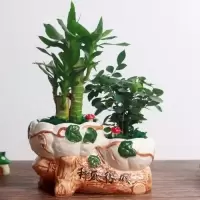 财树富贵竹配陶瓷盆财树盆栽绿植花卉植物栀子花荷花竹果树苗