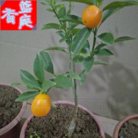蓝庭香买2棵送1棵]橘子树苗金桔苗脆皮金桔盆栽橘子砂糖橘橘子苗