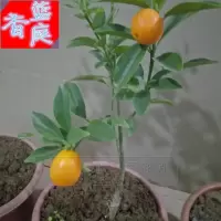 蓝庭香买2棵送1棵]橘子树苗金桔苗脆皮金桔盆栽橘子砂糖橘橘子苗