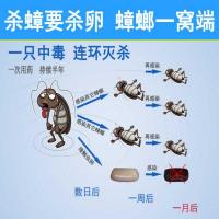 [孕妇儿童安心用]全窝端灭蟑螂药灭蟑螂杀蟑螂药家用胶饵杀虫剂