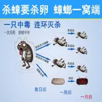 [孕妇儿童安心用]全窝端灭蟑螂药灭蟑螂杀蟑螂药家用胶饵杀虫剂