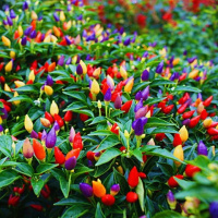 辣椒种子[四季蔬菜种子]观赏椒小辣椒七彩椒五彩花卉盆栽植物