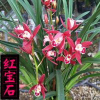 浓香矮种兰花苗盆栽室内花卉四季兰建兰绿植好养植物墨兰蕙兰盆景