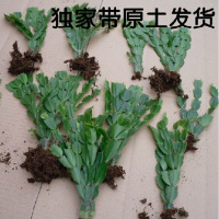 大棚拆迁低价处理蟹爪兰花苗四季多肉盆栽绿植花卉可嫁接盆栽