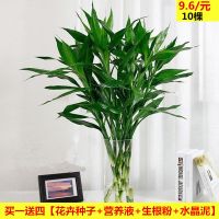 富贵竹 转运竹 观音竹防辐射吸附甲醛净化空气室内盆栽绿植花卉