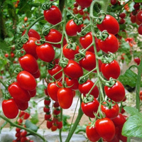 樱桃番茄种子红圣女果种子小西红柿种子阳台盆栽蔬菜种子四季播种
