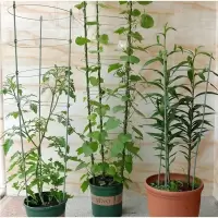 [买三送一]爬藤架花架园艺支架植物攀爬架铁艺支柱月季藤本花架