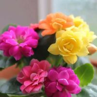 花卉绿植多肉长寿花盆栽苗重瓣带苞室内盆景四季开花常绿植物客厅