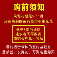 [带原土 好成活]重瓣茉莉花苗盆栽室内阳台庭院花卉绿植