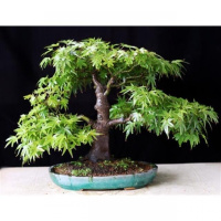 30粒美国红枫种子 四季红叶枫树籽 秋火焰 庭院家居观赏盘景树花