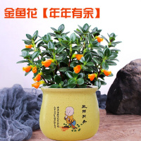 【带花苞货】金鱼花室内植物花卉兰开花植物花苗绿植盆栽花卉