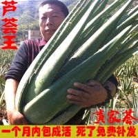 院库拉索芦荟盆栽多肉植物芦荟灌肤补食用室内花卉绿植